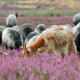 Heidegebied Senne met Heidschnuckeschaapherder